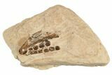 Fossil Pycnodont Fish Crushing Mouth Plate - Goulmima, Morocco #189964-1